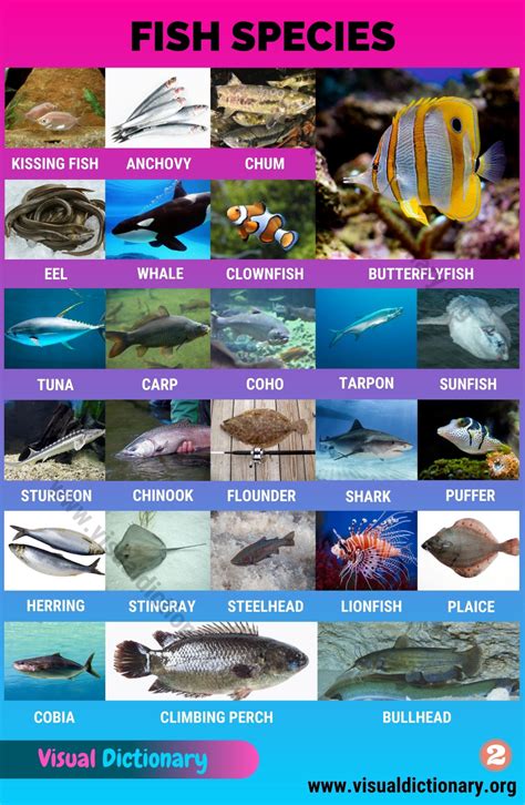 all fish|Alphabetical List of Fish A.
